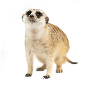 ミーヤキャット