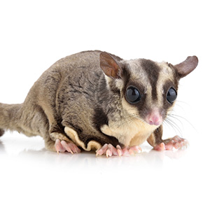 フクロモモンガ