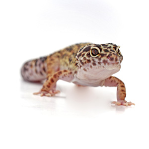 診療案内 | 葛西エキゾチック動物病院