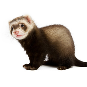 フェレット