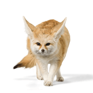 その他エキゾチック動物