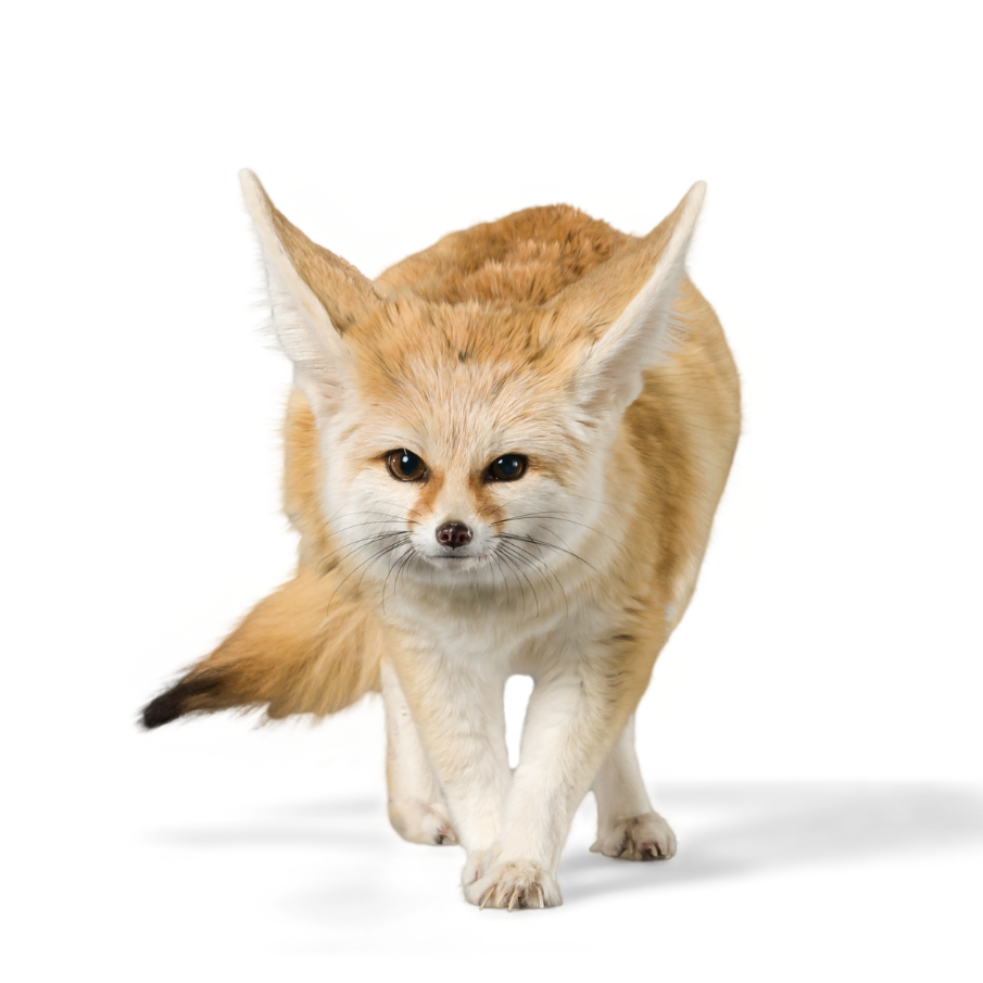 その他エキゾチック動物